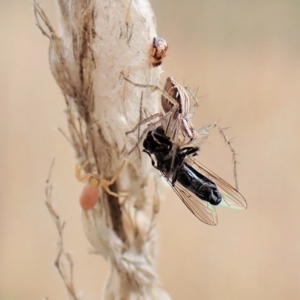 Oxyopes sp. (genus) at Cook, ACT - 24 Mar 2023