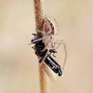 Oxyopes sp. (genus) at Cook, ACT - 24 Mar 2023