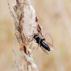 Oxyopes sp. (genus) at Cook, ACT - 24 Mar 2023