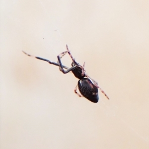 Argyrodes sp. (genus) at Cook, ACT - 24 Mar 2023 03:20 PM