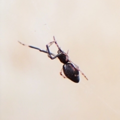 Argyrodes sp. (genus) (Dew-drop spider) at Cook, ACT - 24 Mar 2023 by CathB
