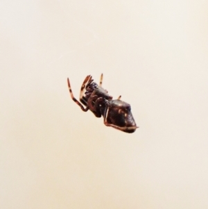 Argyrodes sp. (genus) at Cook, ACT - 24 Mar 2023 03:20 PM