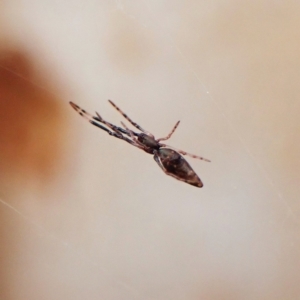 Argyrodes sp. (genus) at Cook, ACT - 24 Mar 2023 03:20 PM