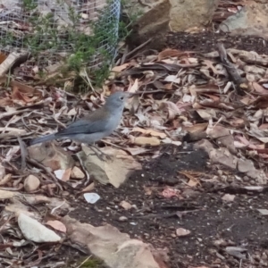 Colluricincla harmonica at Bungendore, NSW - 23 Mar 2023