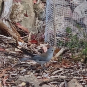 Colluricincla harmonica at Bungendore, NSW - 23 Mar 2023