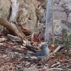 Colluricincla harmonica at Bungendore, NSW - 23 Mar 2023