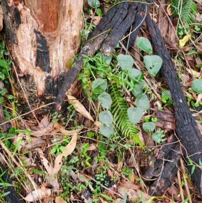 Unidentified Climber or Mistletoe at Surf Beach, NSW - 23 Mar 2023 by LyndalT