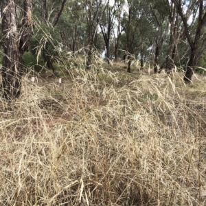 Austrostipa sp. at Hughes, ACT - 26 Mar 2023