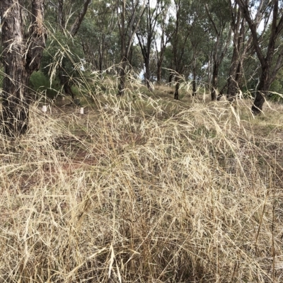 Austrostipa (genus) (A Corkscrew Grass) at Hughes, ACT - 26 Mar 2023 by ruthkerruish
