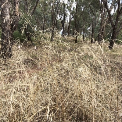 Austrostipa sp. (A Corkscrew Grass) at Hughes Garran Woodland - 26 Mar 2023 by ruthkerruish
