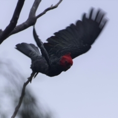 Callocephalon fimbriatum (Gang-gang Cockatoo) at Greenleigh, NSW - 21 Mar 2023 by LyndalT