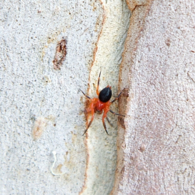 Nicodamidae (family) (Red and Black Spider) at Higgins Woodland - 25 Mar 2023 by Trevor