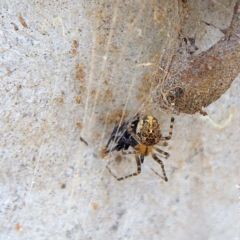 Cryptachaea veruculata (Diamondback comb-footed spider) at Higgins, ACT - 26 Mar 2023 by MichaelWenke