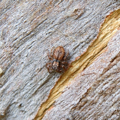 Servaea incana (Hoary Servaea) at Higgins Woodland - 25 Mar 2023 by Trevor