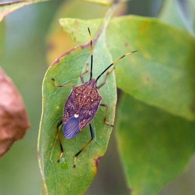 Poecilometis strigatus (Gum Tree Shield Bug) at Higgins, ACT - 26 Mar 2023 by MichaelWenke