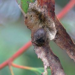 Trachymela sp. (genus) (Brown button beetle) at Higgins Woodland - 25 Mar 2023 by Trevor