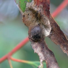 Trachymela sp. (genus) (Brown button beetle) at Higgins, ACT - 26 Mar 2023 by MichaelWenke