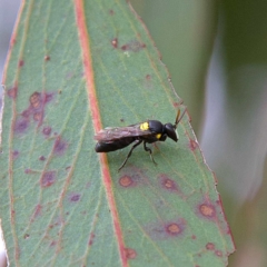 Hylaeinae (subfamily) (Masked bee, Hylaeine bee) at Higgins, ACT - 26 Mar 2023 by MichaelWenke