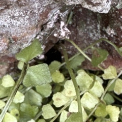 Asplenium flabellifolium at Aranda, ACT - 26 Mar 2023