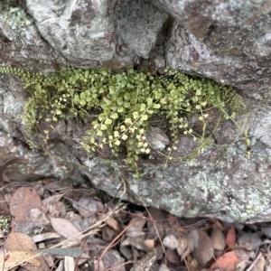 Asplenium flabellifolium at Aranda, ACT - 26 Mar 2023