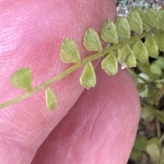 Asplenium flabellifolium at Aranda, ACT - 26 Mar 2023 01:37 PM