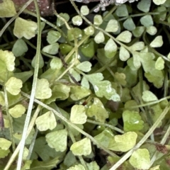 Asplenium flabellifolium at Aranda, ACT - 26 Mar 2023