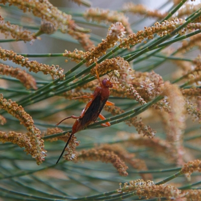 Lissopimpla excelsa (Orchid dupe wasp, Dusky-winged Ichneumonid) at Higgins Woodland - 25 Mar 2023 by Trevor