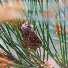 Porela delineata (Lined Porela) at Higgins, ACT - 26 Mar 2023 by MichaelWenke