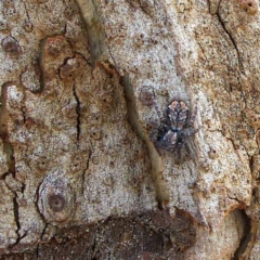 Servaea incana (Hoary Servaea) at Higgins, ACT - 25 Mar 2023 by Trevor