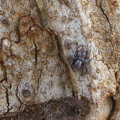 Servaea incana (Hoary Servaea) at Higgins, ACT - 26 Mar 2023 by MichaelWenke