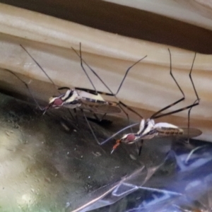 Derocephalus angusticollis at Avoca, QLD - suppressed