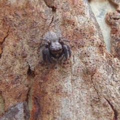 Servaea villosa at Higgins Woodland - 25 Mar 2023 by Trevor