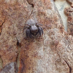 Unidentified Jumping or peacock spider (Salticidae) at Higgins, ACT - 25 Mar 2023 by Trevor