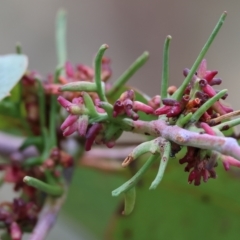 Eucalyptus insect gall at West Wodonga, VIC - 26 Mar 2023 09:56 AM