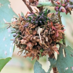 Eucalyptus insect gall at West Wodonga, VIC - 26 Mar 2023 09:56 AM