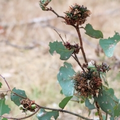 Eucalyptus insect gall at West Wodonga, VIC - 26 Mar 2023 09:56 AM