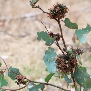 Eucalyptus insect gall at West Wodonga, VIC - 26 Mar 2023 09:56 AM