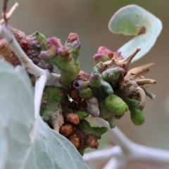 Eucalyptus insect gall at West Wodonga, VIC - 26 Mar 2023 09:56 AM