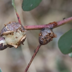 Unidentified Fungal galls, other rusts, leaf spots, etc at Federation Hill - 25 Mar 2023 by KylieWaldon