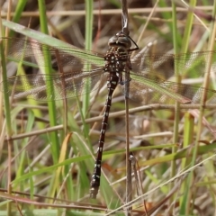 Austroaeschna unicornis (Unicorn Darner) at West Wodonga, VIC - 26 Mar 2023 by KylieWaldon