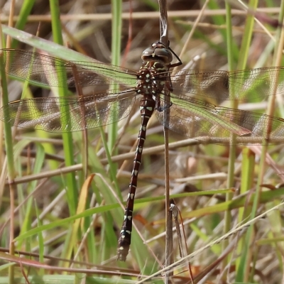 Unidentified Dragonfly (Anisoptera) at West Wodonga, VIC - 25 Mar 2023 by KylieWaldon