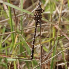 Austroaeschna unicornis at West Wodonga, VIC - 26 Mar 2023 10:14 AM