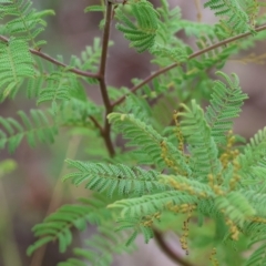 Acacia cardiophylla (Wyalong Wattle) at Federation Hill - 25 Mar 2023 by KylieWaldon