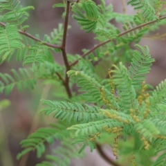 Acacia cardiophylla (Wyalong Wattle) at Wodonga - 26 Mar 2023 by KylieWaldon