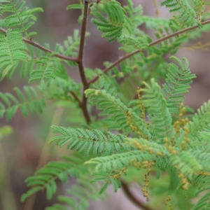 Acacia cardiophylla at West Wodonga, VIC - 26 Mar 2023