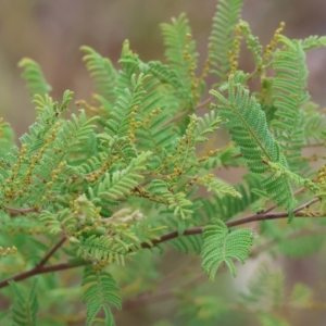 Acacia cardiophylla at West Wodonga, VIC - 26 Mar 2023
