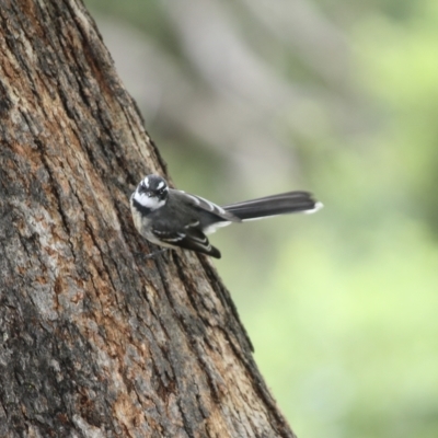 Rhipidura albiscapa (Grey Fantail) at Welby - 26 Mar 2023 by Beckyjo