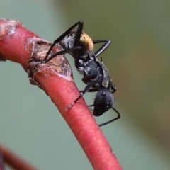 Unidentified Ant (Hymenoptera, Formicidae) at West Wodonga, VIC - 25 Mar 2023 by KylieWaldon