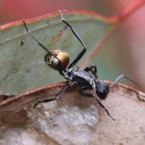 Polyrhachis ammon at West Wodonga, VIC - 26 Mar 2023 10:19 AM