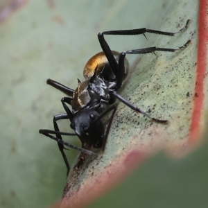 Polyrhachis ammon at West Wodonga, VIC - 26 Mar 2023 10:19 AM